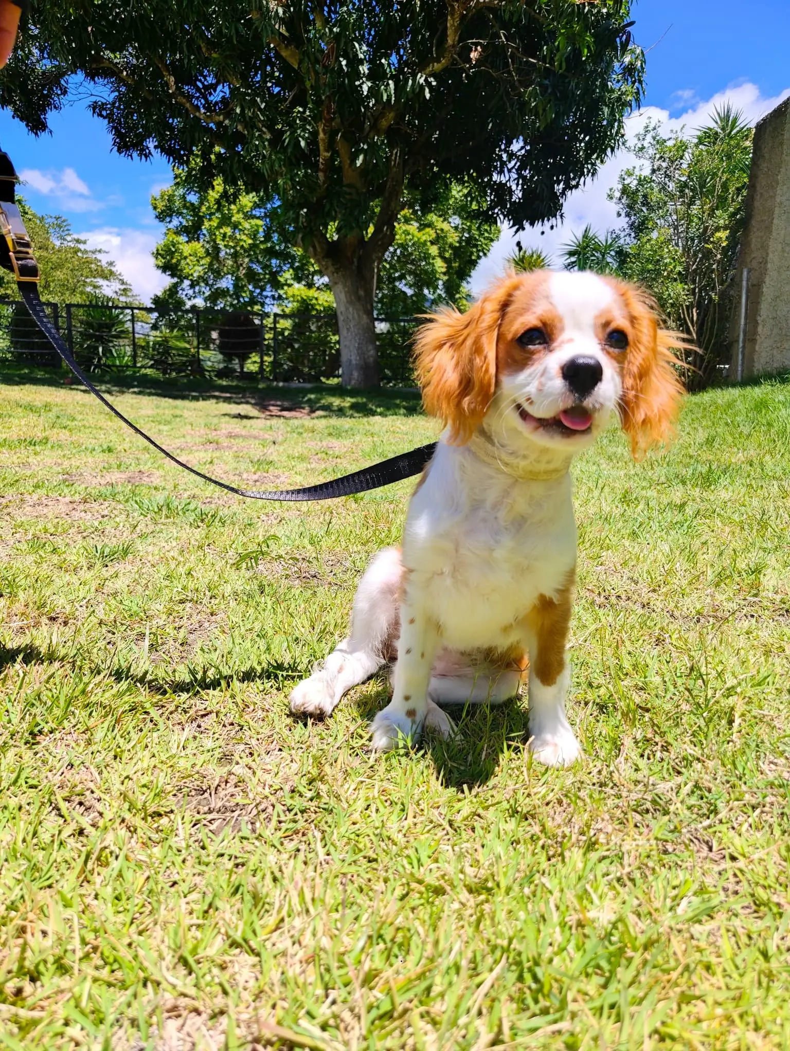 Entrenamiento de perros con problemas de socialización en Altos Mirandinos